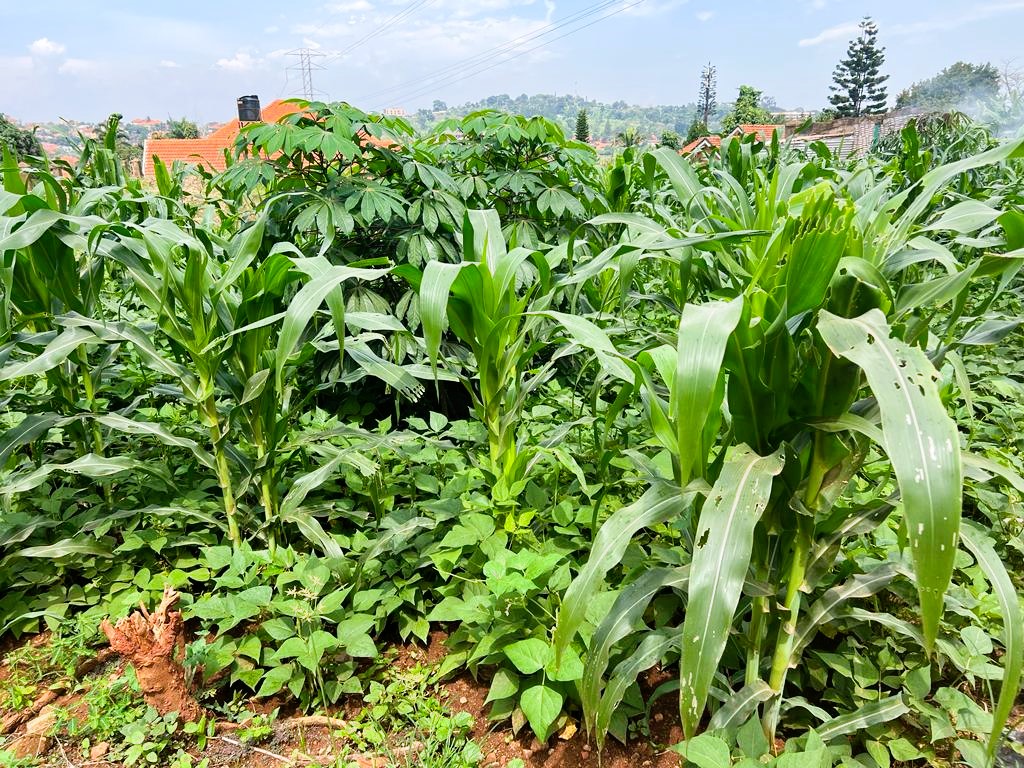 Field of green plants