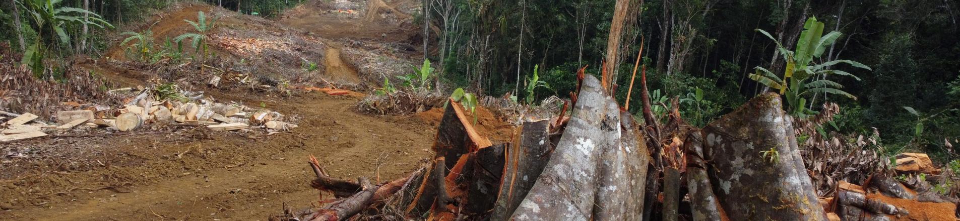 deforestation Amazon