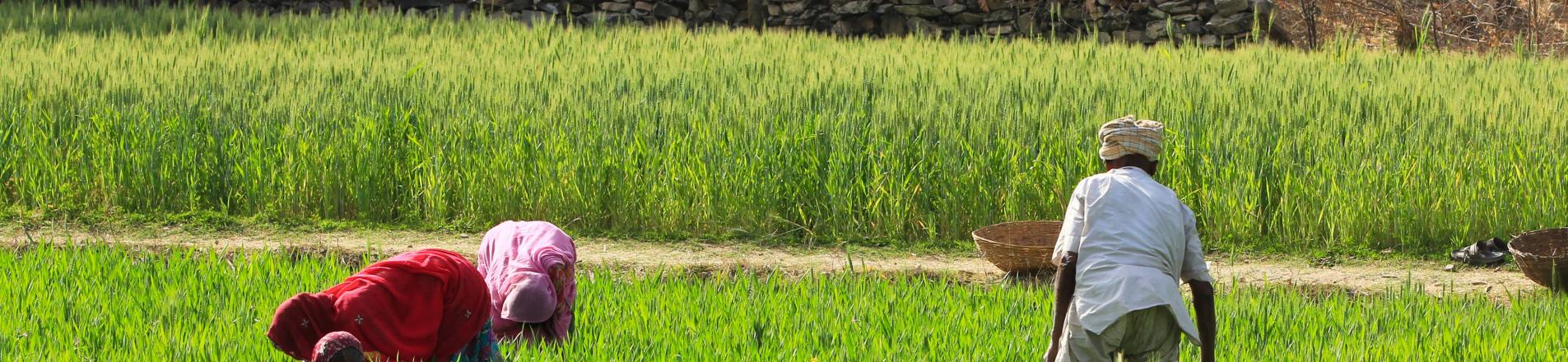 women farmers in Africa