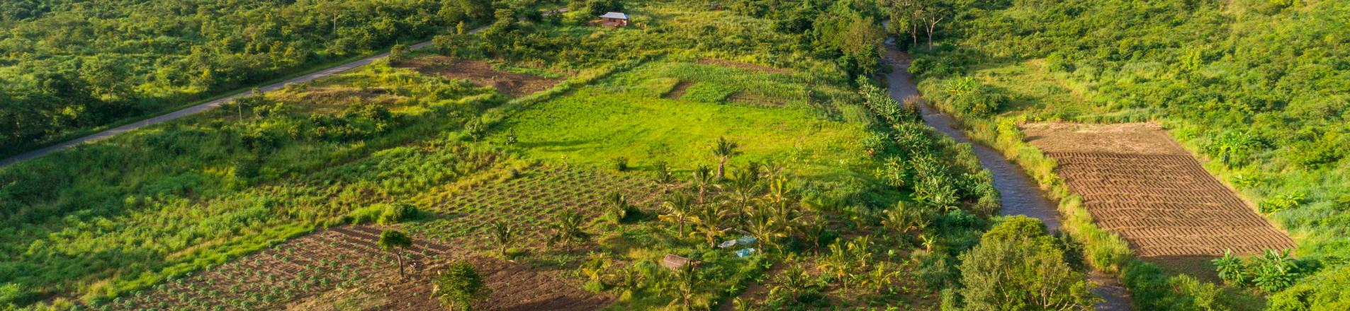 tanzania fields