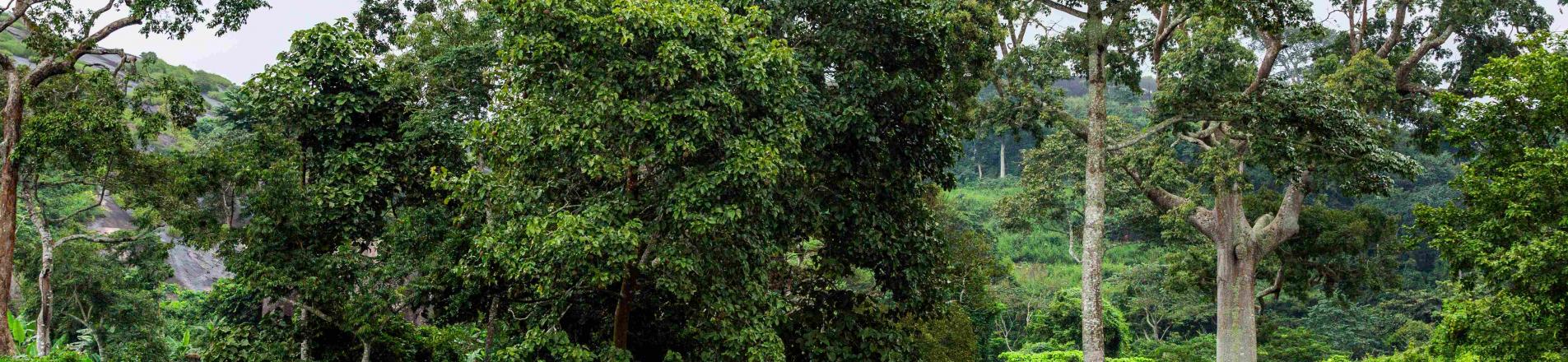 Nigerian forest