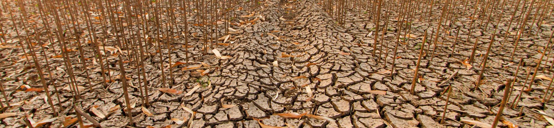 Dry farm land after drought