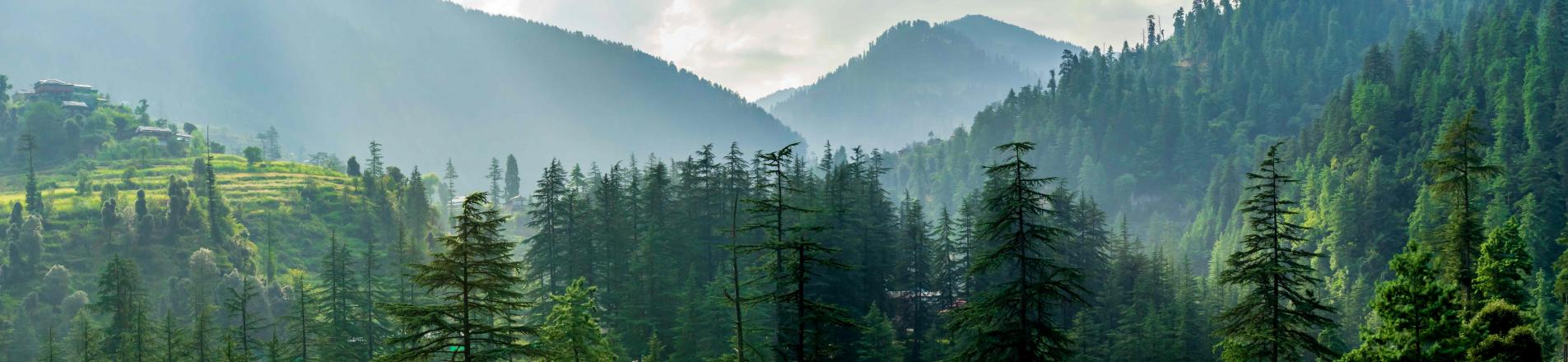 Forest India