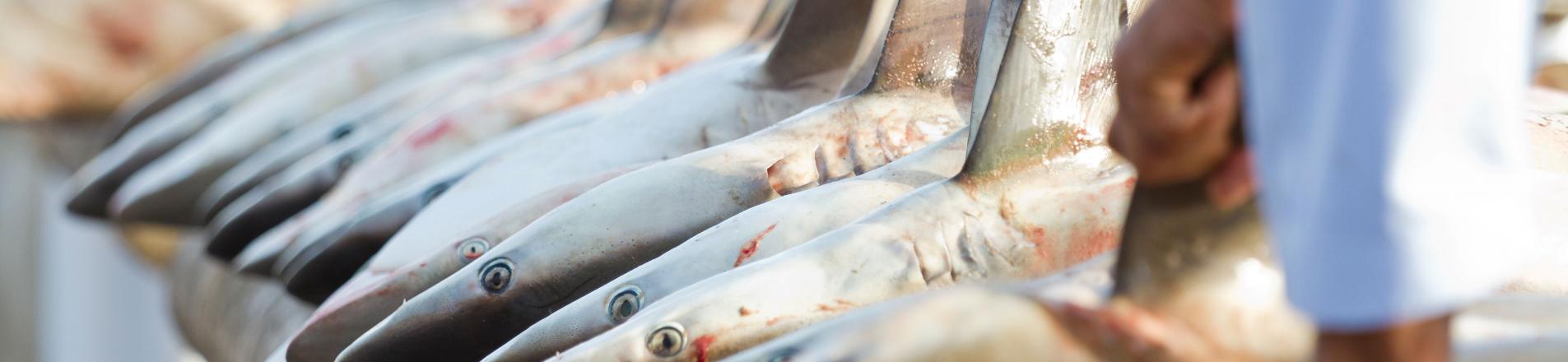 captured sharks being sold at market, reflecting this article focus on human's role in extinction