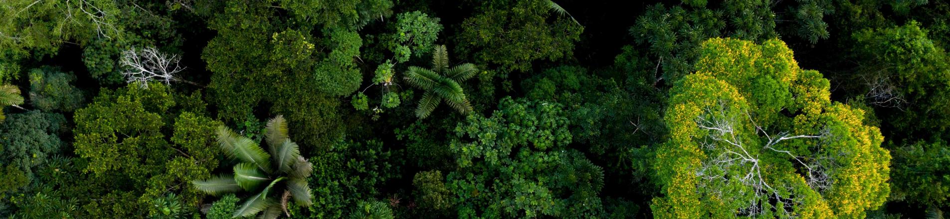 a forest, representing an ecosystem