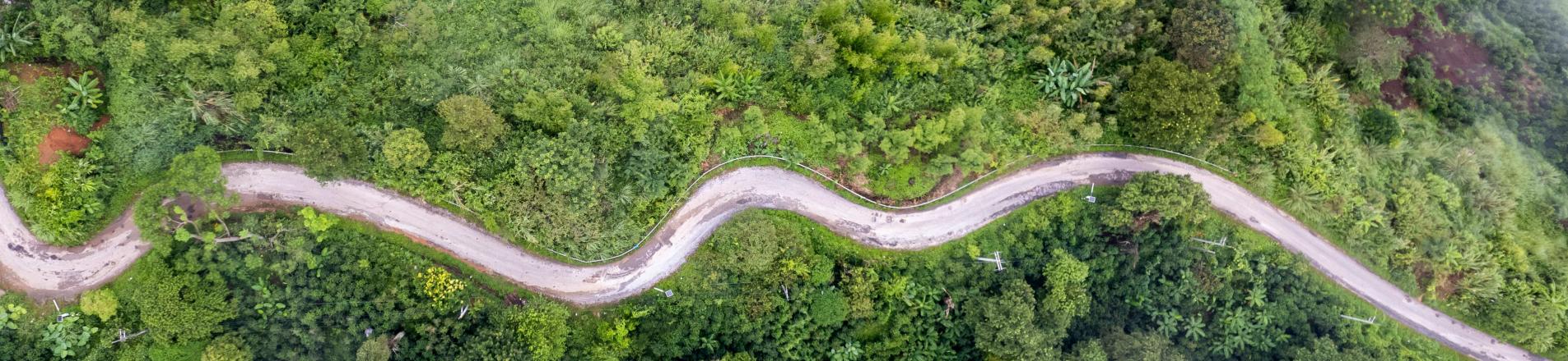 Forest road