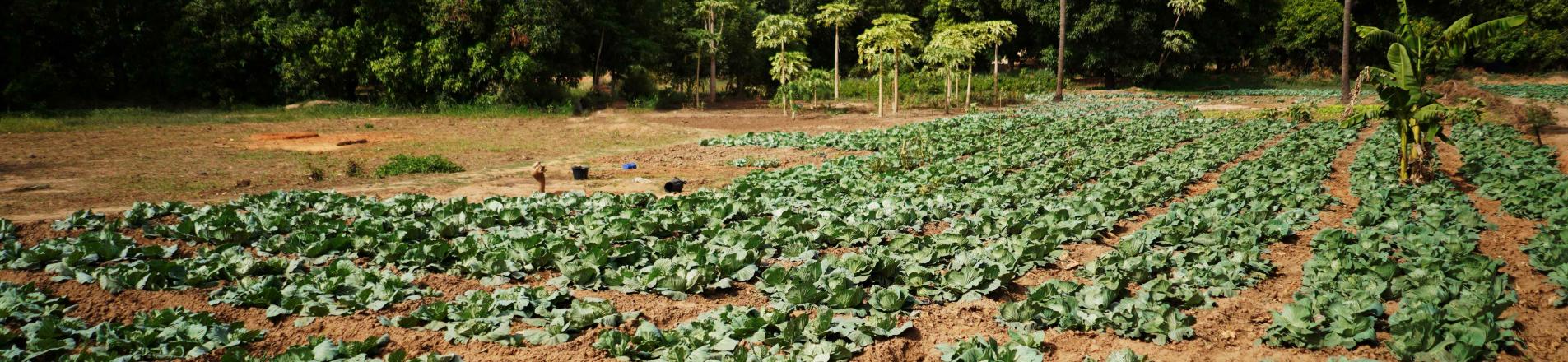Agriculture in Kenya