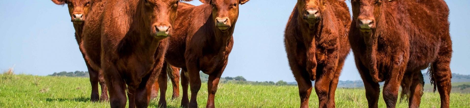 Uruguayan cows