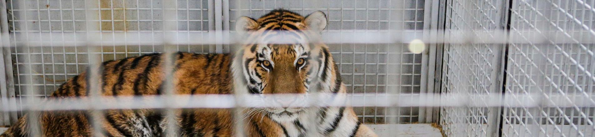 Tiger in cage