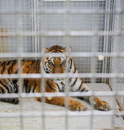 Tiger in cage