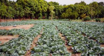 training farmers to employ row planting