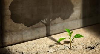 Small plant with shadow of a big tree, representing the article topic of industrial policy for small business
