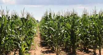 Maize plants