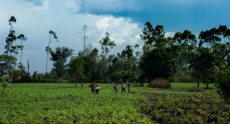 Ugandan farmers working