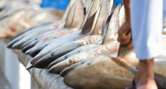 captured sharks being sold at market, reflecting this article focus on human's role in extinction