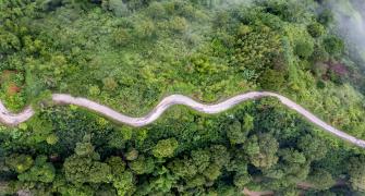Forest road