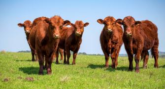 Uruguayan cows