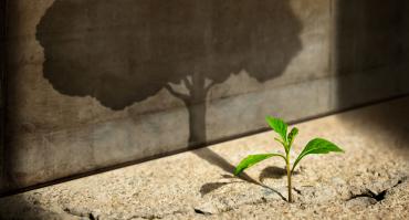 Small plant with shadow of a big tree, representing the article topic of industrial policy for small business