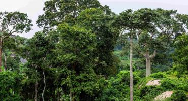 Nigerian forest