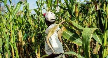 Man working on a cornfield in Kenya