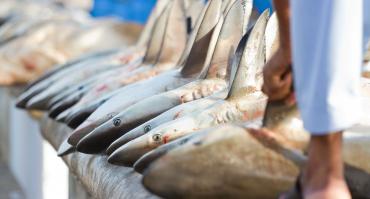 captured sharks being sold at market, reflecting this article focus on human's role in extinction