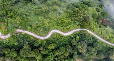 Forest road