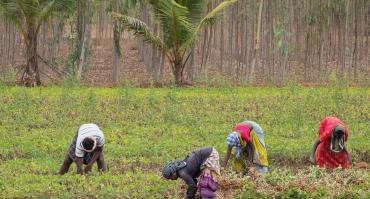 Agricultural workers in India