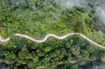 Forest road