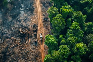 Deforestation