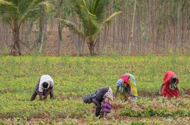 Agricultural workers in India