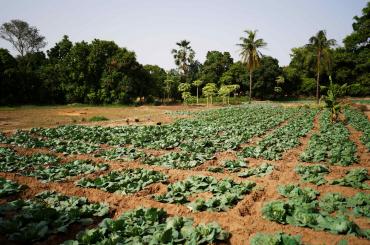 Agriculture in Kenya