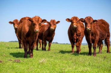 Uruguayan cows