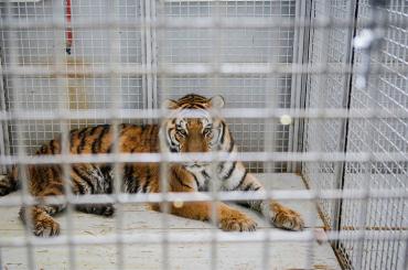 Tiger in cage